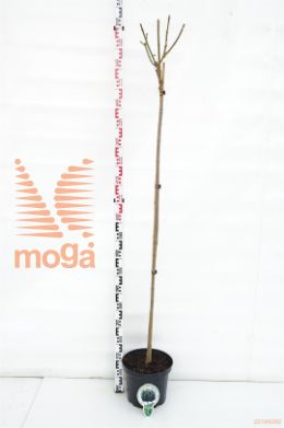 http://twentheplant.nl/tsd/93806_ACPGLOBO_s150c102jr_1.jpg