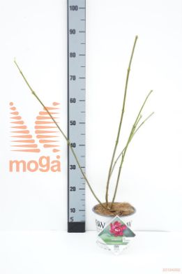 http://twentheplant.nl/tsd/62112_CAFAPHRO_8P19040060_1.jpg