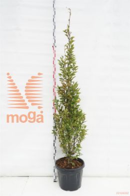 http://twentheplant.nl/tsd/93675_CABFASTI_9C35200250_1.jpg