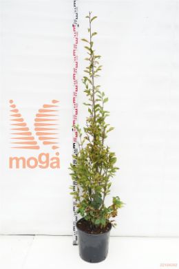 http://twentheplant.nl/tsd/93675_CABFASTI_9C18175_1.jpg