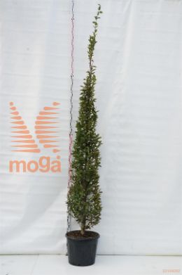 http://twentheplant.nl/tsd/93675_CABFASTI_9C70250300_1.jpg
