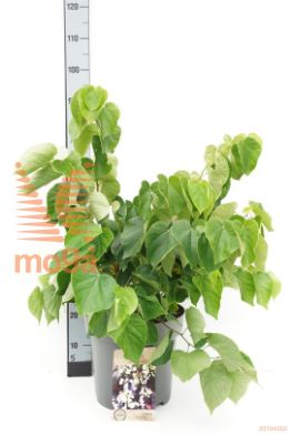 http://twentheplant.nl/tsd/93675_CABUNGEI_S150C25_1.jpg