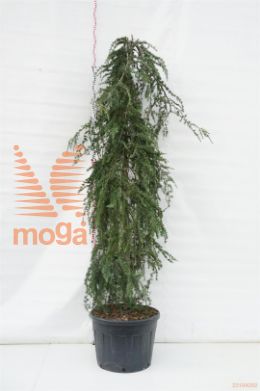 http://twentheplant.nl/tsd/93675_CEDPENDU_9C13030035S_1.jpg