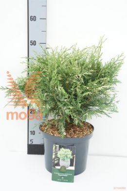 http://twentheplant.nl/tsd/88854_CHLPSWIR_8P23025030_1.jpg