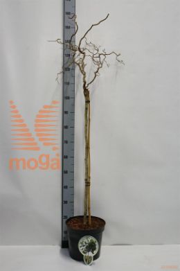 http://twentheplant.nl/tsd/93806_COACONTO_S080P262J_1.jpg