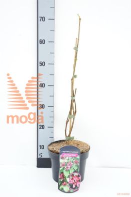 http://twentheplant.nl/tsd/62112_SIHWINE_8P19030050_1.jpg
