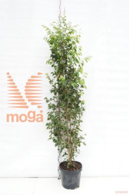 http://twentheplant.nl/tsd/93675_SYSEMIDE_9C35200250_1.jpg