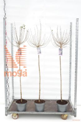 http://twentheplant.nl/tsd/82093_SYMPALIB_S100P232JR_1.jpg