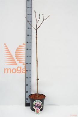 http://twentheplant.nl/tsd/93806_VIBCLAMO_S080P232J_1.jpg