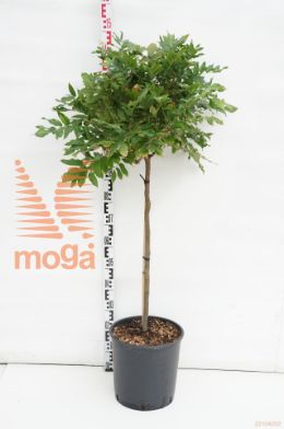 http://twentheplant.nl/tsd/93675_WIBSBENI_S080C18_1.jpg