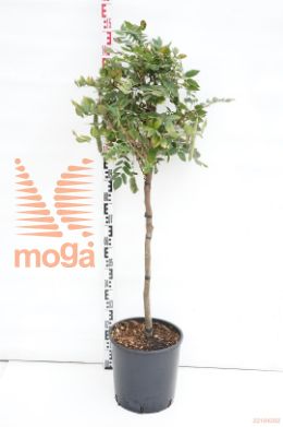http://twentheplant.nl/tsd/93675_WIBYFUJI_S080C18_1.jpg