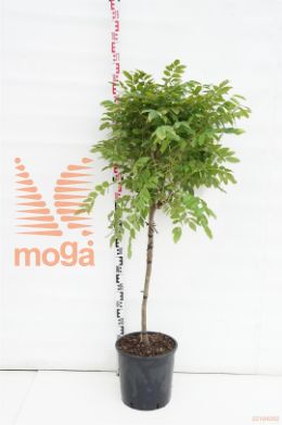 http://twentheplant.nl/tsd/93675_WIFISSAI_S080C18_1.jpg