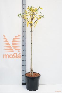 http://twentheplant.nl/tsd/55037_HISHAMAB_s090c15_1.jpg