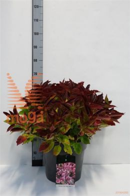 http://twentheplant.nl/tsd/55037_HYSMPILL_9c15050060_1.jpg