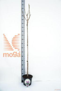 http://twentheplant.nl/tsd/93806_PRSKANZA_S120P231J_1.jpg