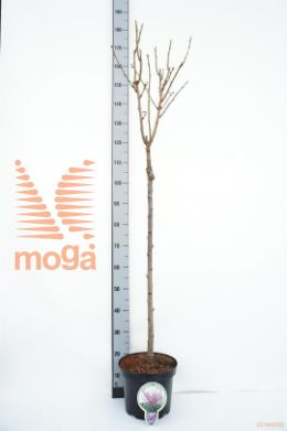 http://twentheplant.nl/tsd/93806_PRSKANZA_S080P263JR_1.jpg