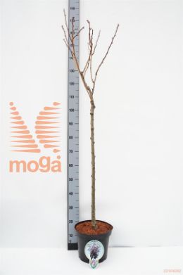 http://twentheplant.nl/tsd/93806_PRSRBURG_S080P263JR_1.jpg