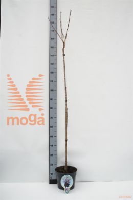 http://twentheplant.nl/tsd/93806_PRSRBURG_S120P231J_1.jpg