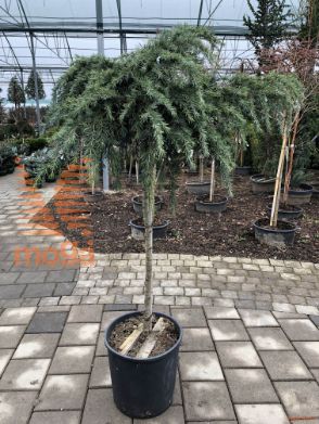 Cedrus deodara "Feelin'Blue" ® |Half standard|FI:40-60|C