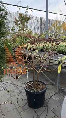 Edgeworthia chrysantha |1/4 stem|C