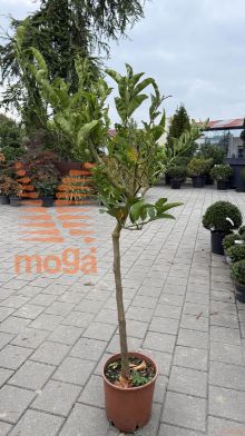 Citrus medica sarcodactylus |Half standard|C