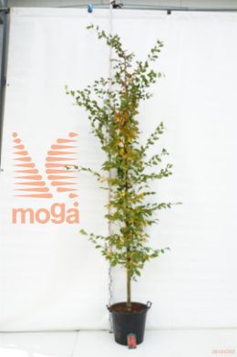 http://twentheplant.nl/tsd/78110_CABRRED_S91012C50B_1.jpg