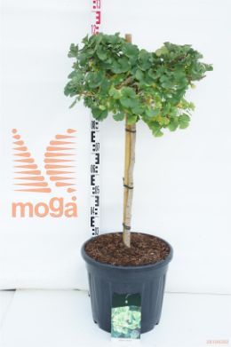 http://twentheplant.nl/tsd/55037_GIBMARIK_S060C30_1.jpg