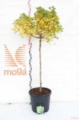 http://twentheplant.nl/tsd/55037_GIBMARIK_s090c30_1.jpg