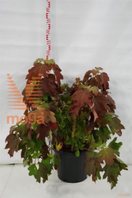 http://twentheplant.nl/tsd/55037_HYQALICE_9C30080100E_1.jpg