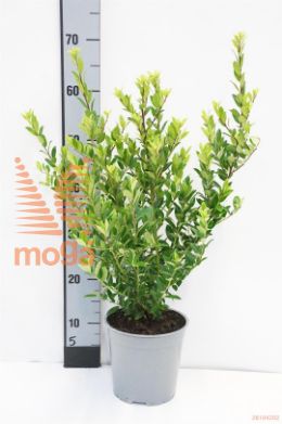 http://twentheplant.nl/tsd/71143_ILMKANEH_8P17030040_1.jpg