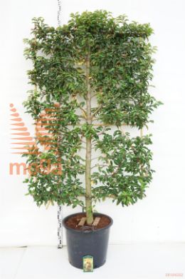 http://twentheplant.nl/tsd/78110_PRLBLEI_S030C65_1.jpg