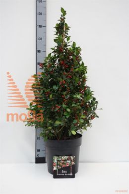 http://twentheplant.nl/tsd/500145_ILMBMAID_VP80100C10_1.jpg