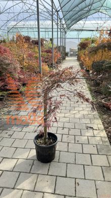 Acer palmatum "Dissectum Inaba Shidare" |Half standard|FI:60-80|C