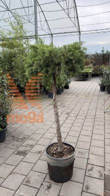 Juniperus media "Old Gold" |Half standard|C