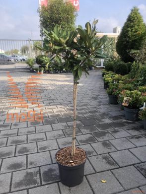 Rhododendron "Sneezy" |1/4 stem|C