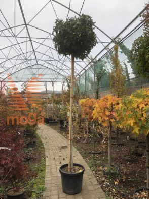 Liquidambar styraciflua "Gum Ball" |10/12|High standard|C
