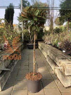 Rhododendron "Morgenrot" |1/4 stem|FI:20-40|C5