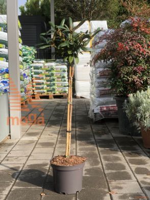 Rhododendron "Kalinka" |1/4 stem|P26