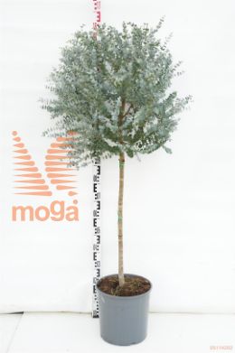 http://twentheplant.nl/tsd/500469_EUGUNNII_S060C25_1.jpg