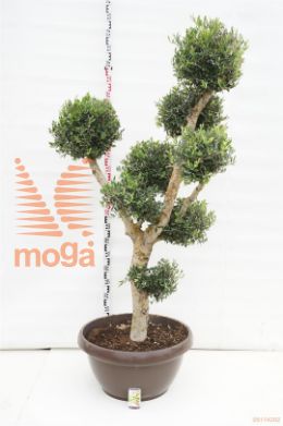 http://twentheplant.nl/tsd/83219_OLEUROPA_VPP130C90BALL_1.jpg