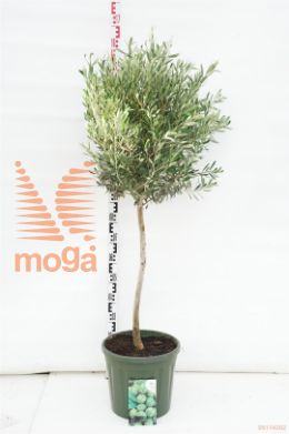 http://twentheplant.nl/tsd/83219_OLEUROPA_s060c20_1.jpg