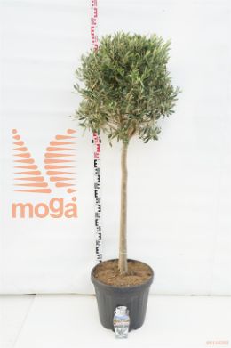 http://twentheplant.nl/tsd/500469_OLEUROPA_S080C30_1.jpg