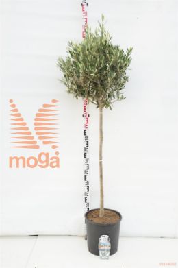 http://twentheplant.nl/tsd/500469_OLEUROPA_S080C20_1.jpg
