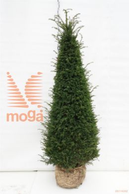 http://twentheplant.nl/tsd/53713_TABACCAT_VP200225EDK_1.jpg