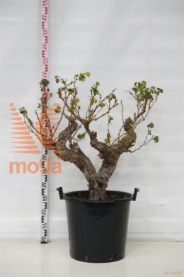http://twentheplant.nl/tsd/83219_VIVBLAUW_S20C50SOLIT_1.jpg
