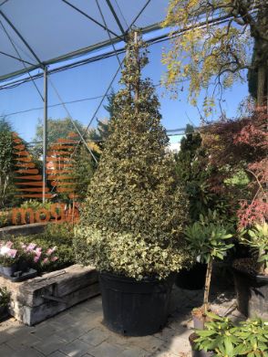 Ilex aquifolium "Argentea Marginata" |200-250|Cone|soliter|C110