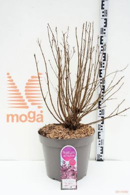 http://twentheplant.nl/tsd/74813_SYBPPERF_9c15060070_1.jpg