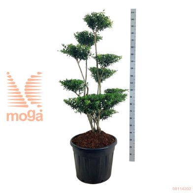 http://twentheplant.nl/tsd/93201_ILCBLOND_vb100125c70_1.jpg