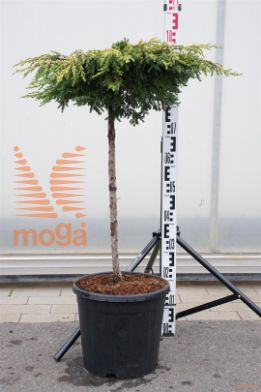 http://twentheplant.nl/tsd/93201_JUCGOLDS_s060c15_1.jpg