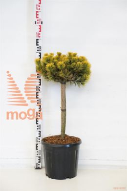 http://twentheplant.nl/tsd/93201_PIMCWINT_S040C15_1.jpg